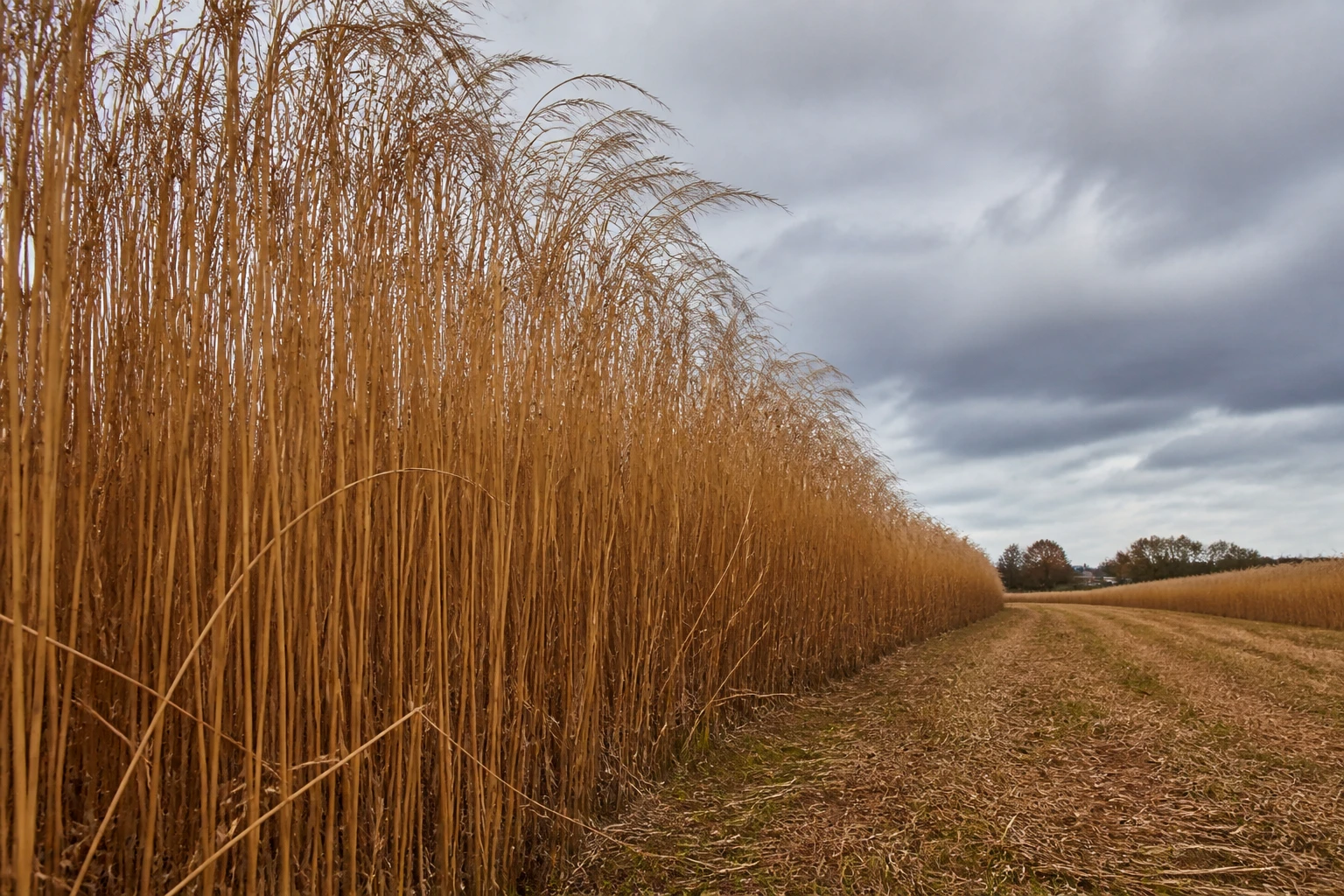 Plantation de miscanthus en automne dans une parcelle agricole française