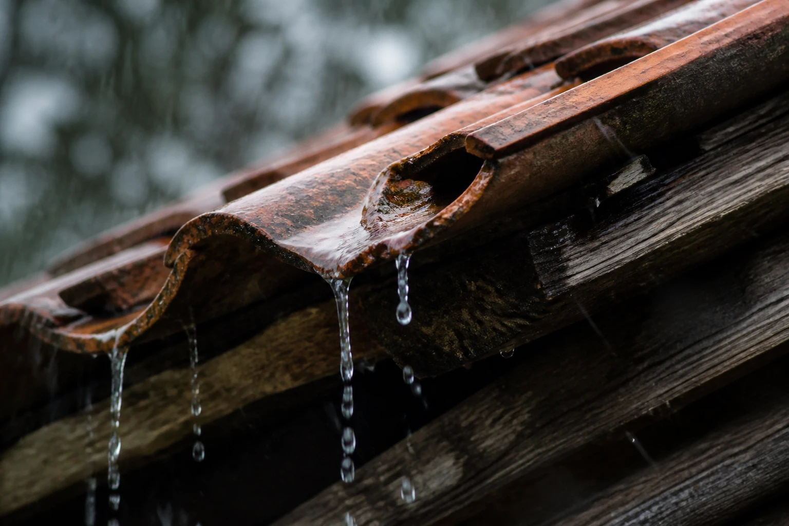 Gouttière de tuile en terre cuite fissurée avec infiltration d'eau par forte pluie, charpente bois visible en arrière-plan