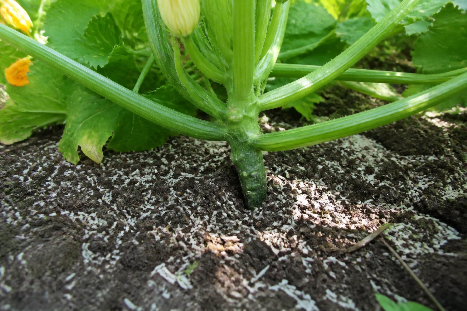 Fine couche de riz déposée au pied d'un plant de courgette dans un potager