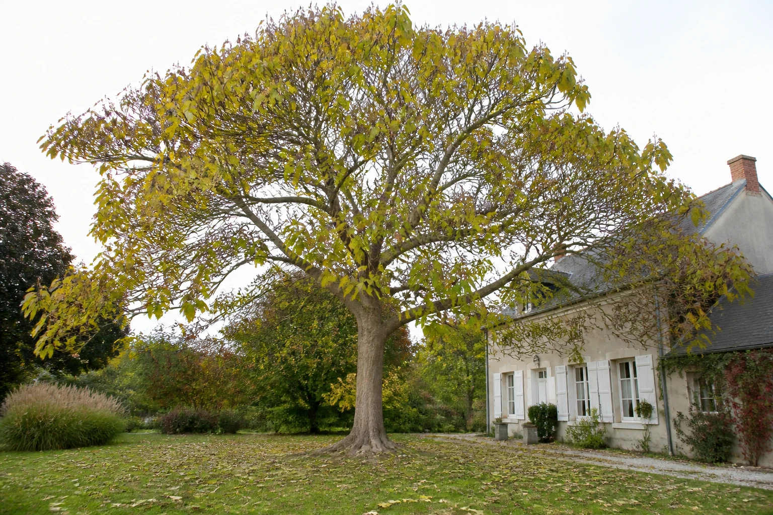 Paulownia adulte dans un jardin avec ses grandes feuilles tombées au sol en automne